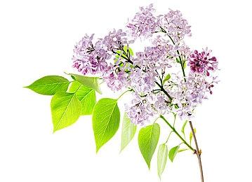 《生化奇兵》大老爹设计起源：灵感来自《网络奇兵2》